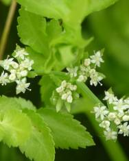 Fotografia da espécie Apium nodiflorum