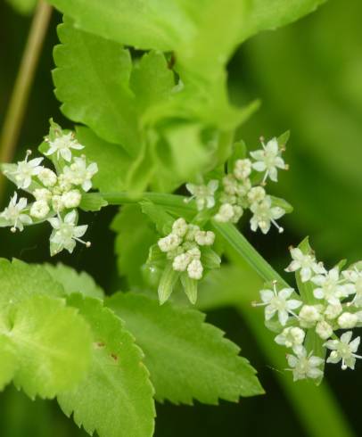 Fotografia de capa Apium nodiflorum - do Jardim Botânico