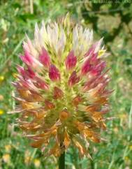 Trifolium vesiculosum