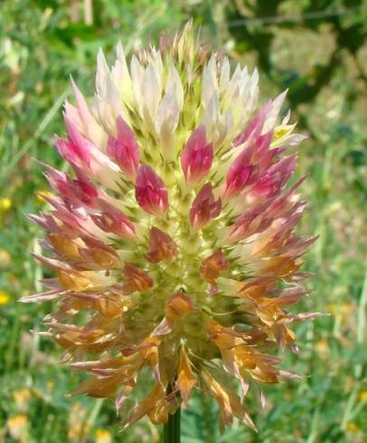 Fotografia de capa Trifolium vesiculosum - do Jardim Botânico