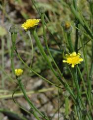 Arnoseris minima