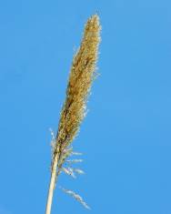 Fotografia da espécie Arundo donax