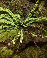 Fotografia da espécie Asplenium trichomanes subesp. quadrivalens