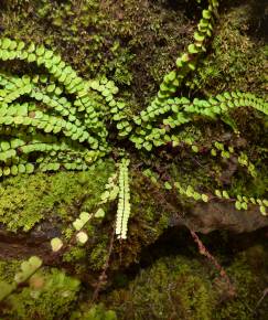 Fotografia da espécie Asplenium trichomanes