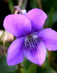 Viola riviniana