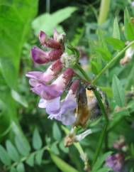 Vicia sepium