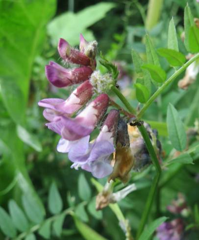 Fotografia de capa Vicia sepium - do Jardim Botânico