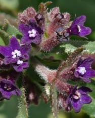 Fotografia da espécie Anchusa undulata subesp. undulata