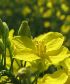 Fotografia da espécie Brassica napus