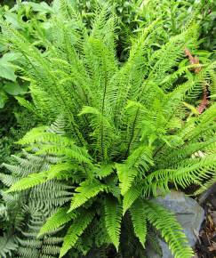 Fotografia da espécie Blechnum spicant