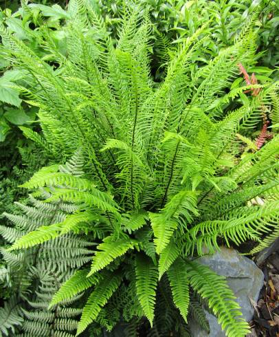 Fotografia de capa Blechnum spicant subesp. spicant var. spicant - do Jardim Botânico