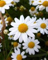 Fotografia da espécie Anthemis arvensis subesp. arvensis