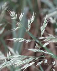 Fotografia da espécie Holcus annuus subesp. duriensis