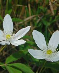 Fotografia da espécie Anemone trifolia subesp. albida