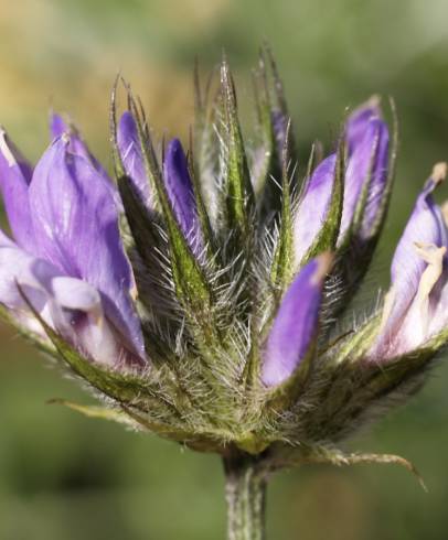 Fotografia de capa Bituminaria bituminosa - do Jardim Botânico