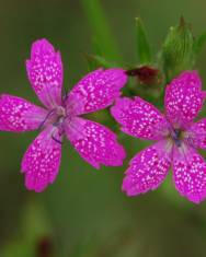 Fotografia da espécie Dianthus armeria subesp. armeria