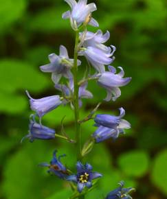 Fotografia da espécie Hyacinthoides hispanica