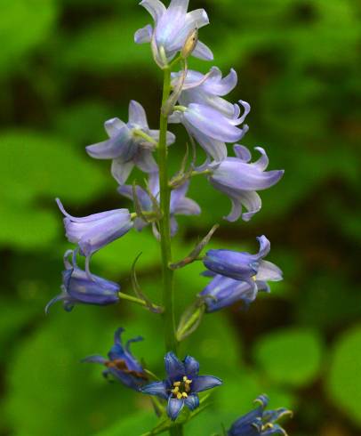 Fotografia de capa Hyacinthoides hispanica - do Jardim Botânico