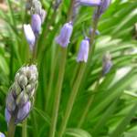 Fotografia 7 da espécie Hyacinthoides hispanica do Jardim Botânico UTAD