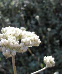 Fotografia da espécie Helichrysum petiolare