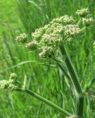 Fotografia da espécie Heracleum sphondylium subesp. sphondylium