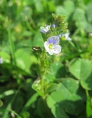 Veronica serpyllifolia subesp. serpyllifolia