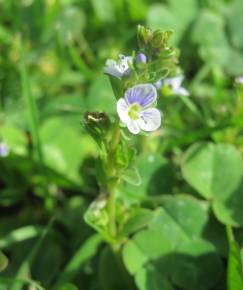 Fotografia da espécie Veronica serpyllifolia