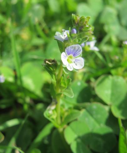 Fotografia de capa Veronica serpyllifolia subesp. serpyllifolia - do Jardim Botânico