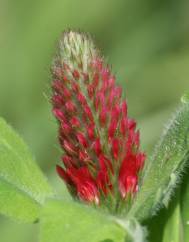 Trifolium incarnatum