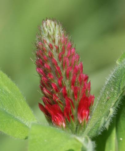 Fotografia de capa Trifolium incarnatum - do Jardim Botânico