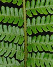 Fotografia da espécie Dryopteris affinis subesp. borreri var. borreri