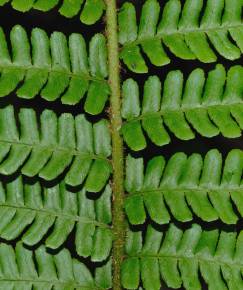 Fotografia da espécie Dryopteris affinis