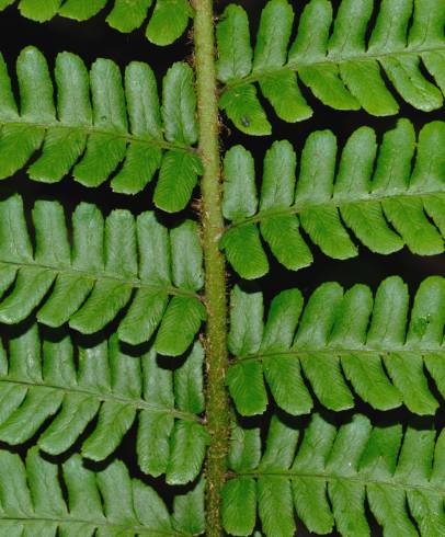 Fotografia de capa Dryopteris affinis subesp. borreri var. borreri - do Jardim Botânico