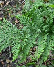 Fotografia da espécie Dryopteris dilatata