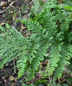 Fotografia da espécie Dryopteris dilatata