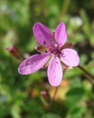 Fotografia da espécie Erodium cicutarium subesp. cicutarium