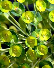 Fotografia da espécie Euphorbia amygdaloides subesp. amygdaloides