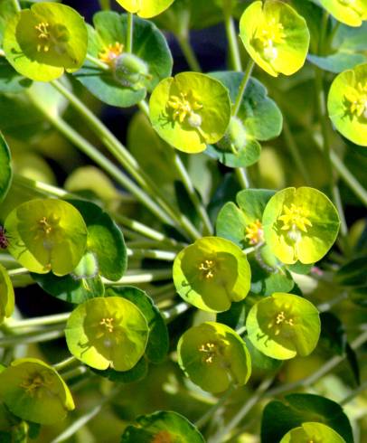 Fotografia de capa Euphorbia amygdaloides subesp. amygdaloides - do Jardim Botânico