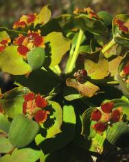 Fotografia da espécie Euphorbia oxyphylla