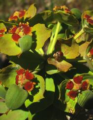 Euphorbia oxyphylla