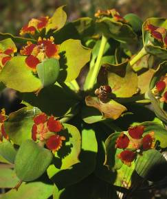 Fotografia da espécie Euphorbia oxyphylla