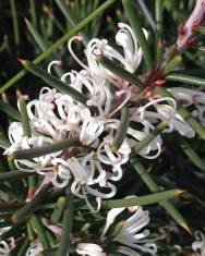 Fotografia da espécie Hakea sericea