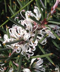 Fotografia da espécie Hakea sericea