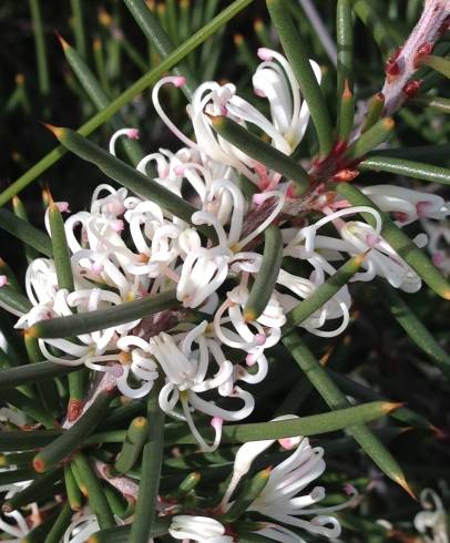 Fotografia de capa Hakea sericea - do Jardim Botânico