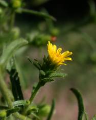 Fotografia da espécie Inula graveolens