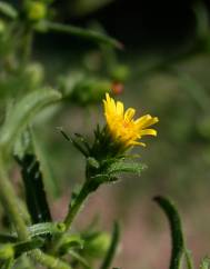 Inula graveolens