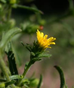 Fotografia da espécie Inula graveolens