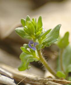 Fotografia da espécie Veronica arvensis