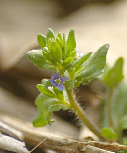 Fotografia de capa Veronica arvensis - do Jardim Botânico