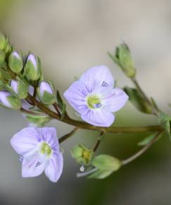 Fotografia da espécie Veronica anagallis-aquatica